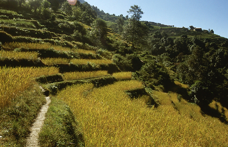 442_Langs de rijstveldjes, Annapurnaroute.jpg